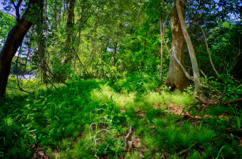 Картинка природа лес трава деревья