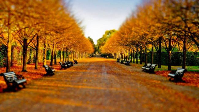Обои картинки фото природа, парк, листья, листопад, осень, аллея