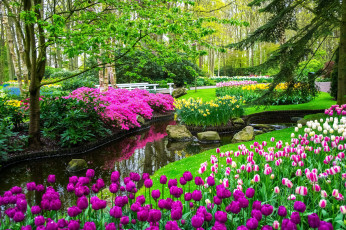 Картинка природа парк весна цветение