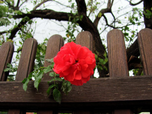 Картинка цветы розы алая роза забор