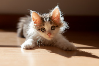Картинка пушистик животные коты котёнок комочек шерсти няшное существо да и лучший друг человека мур мяу