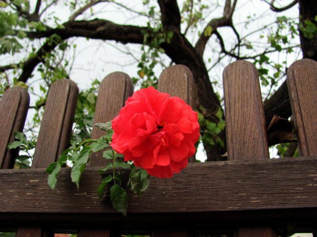 Обои картинки фото цветы, розы, алая, роза, забор