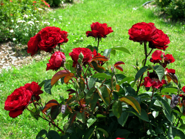 Обои картинки фото цветы, розы, алые, куст