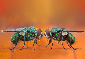 Картинка животные насекомые мухи