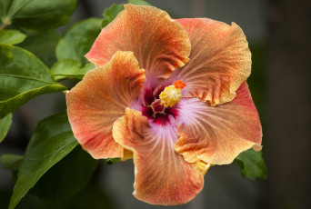 Картинка цветы гибискусы оранжевый гибискус макро