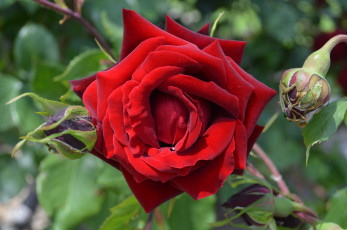 Картинка цветы розы бутоны роза алая макро