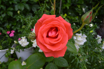 Картинка цветы розы персиковая роза бутон