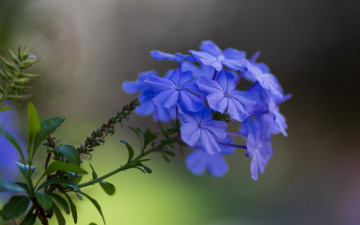 Картинка цветы плюмбаго+ свинчатка синий