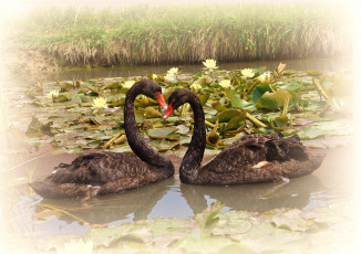 Картинка животные лебеди красота любовь озеро кувшинка пара цветы