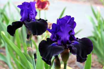 Картинка цветы ирисы фиолетовый черный лепестки