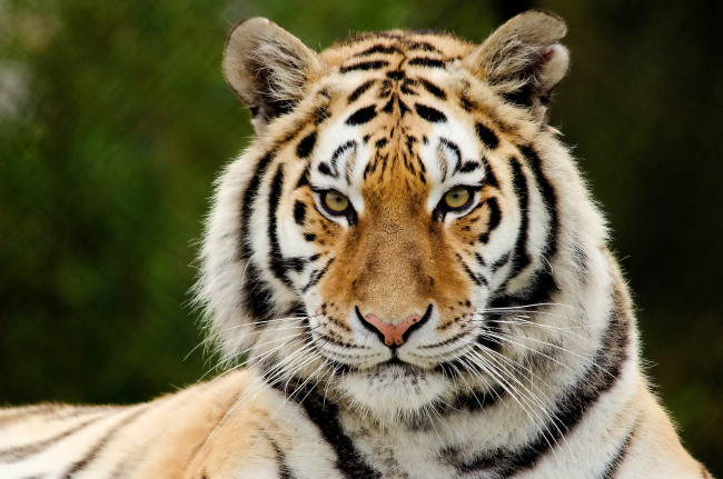 Обои картинки фото животные, тигры, хищник, красивый, морда, тигр, взгляд
