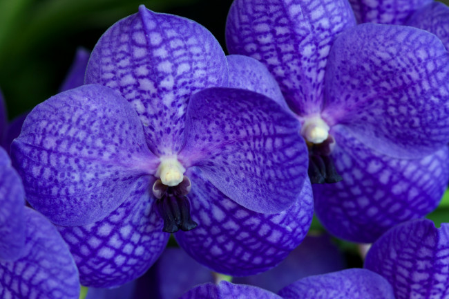 Обои картинки фото цветы, орхидеи, фиолетовый, экзотика