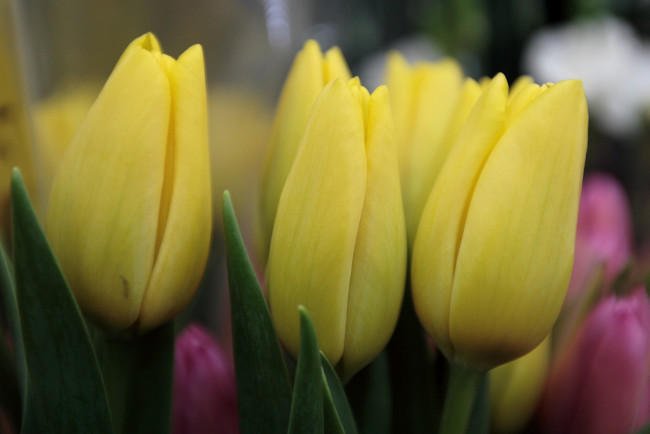 Обои картинки фото цветы, тюльпаны, желтый, бутоны