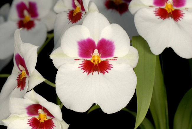 Обои картинки фото цветы, орхидеи, экзотика, белый