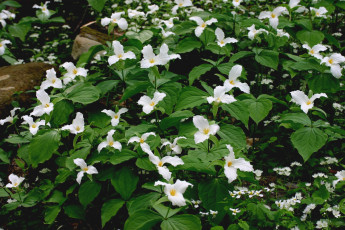 Картинка цветы триллиумы белый трилистники