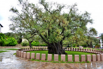 Картинка 2000 летняя олива природа деревья крона дерево парк ограда