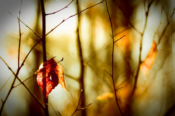 Картинка природа листья ветки лист осень