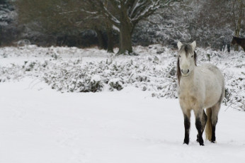 Картинка животные лошади снег зима