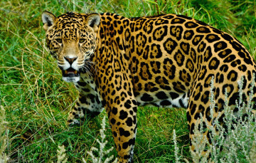 Картинка животные Ягуары пятна