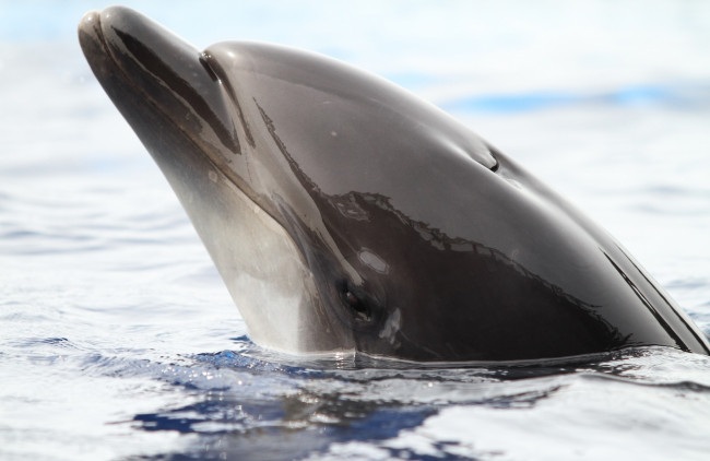 Обои картинки фото животные, дельфины, голова
