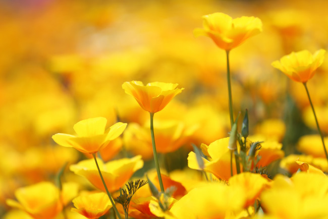 Обои картинки фото цветы, эшшольция, калифорнийский, мак, желтый