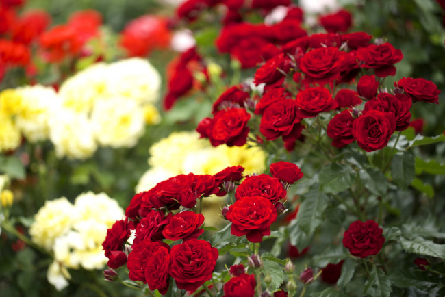 Обои картинки фото цветы, розы, красный, куст