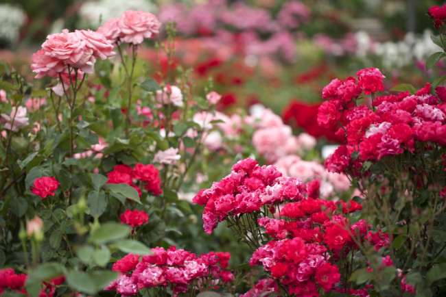 Обои картинки фото цветы, розы, кусты, много, розовый
