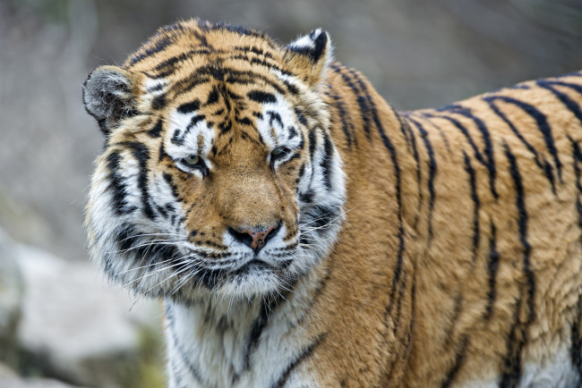 Обои картинки фото животные, тигры, хищник, морда
