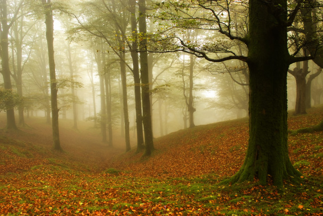 Обои картинки фото природа, лес, осень, деревья, листья, туман