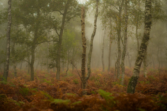 Обои картинки фото природа, лес, трава, туман, осень, деревья