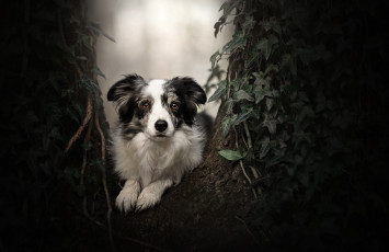 Картинка животные собаки собака взгляд портрет дерево бордер-колли плющ