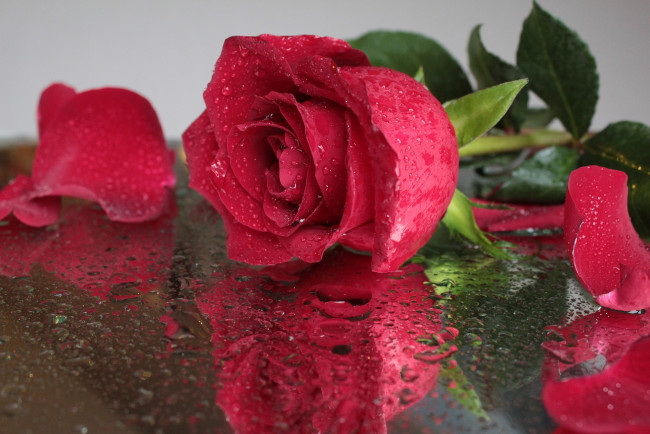 Обои картинки фото цветы, розы, красная, роза, отражение, капли, бутон, лепестки