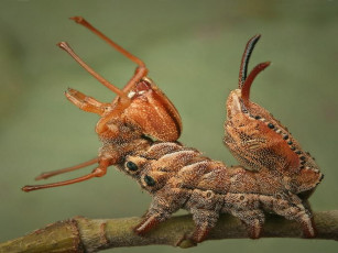 Картинка животные гусеницы