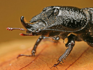 Картинка животные насекомые