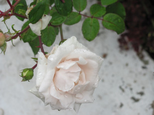 Картинка цветы розы белая в каплях дождя