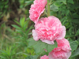 Картинка мальвы цветы махровая розовая