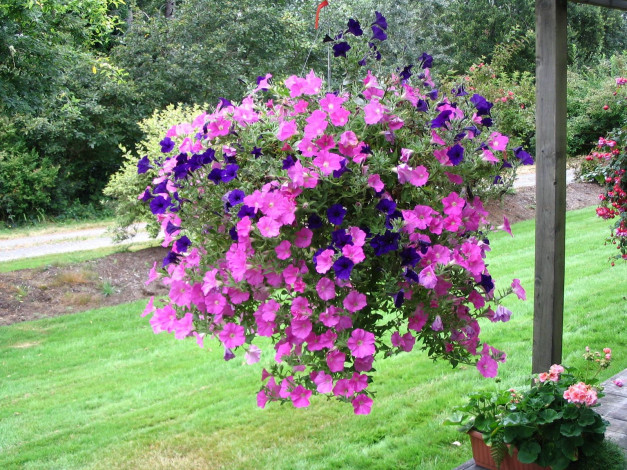 Обои картинки фото цветы, петунии, калибрахоа, вазон