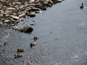 Картинка животные утки водоем камни