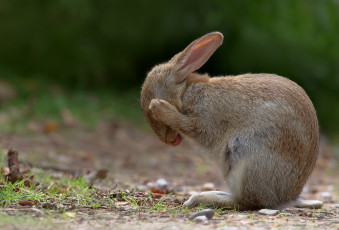 Картинка животные кролики зайцы умывание уши