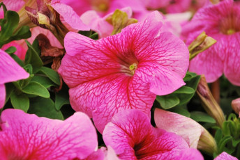 Картинка цветы петунии калибрахоа розовый