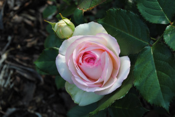 Картинка цветы розы ветка роза бутон