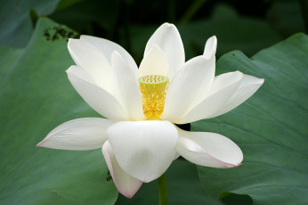 Картинка цветы лотосы белый