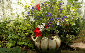 Картинка цветы луговые полевые букет ваза маки