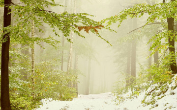 обоя природа, зима, лес, деревья, снег, туман