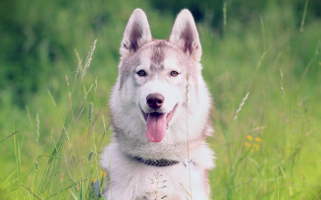 Картинка животные собаки сибирский хаск фон