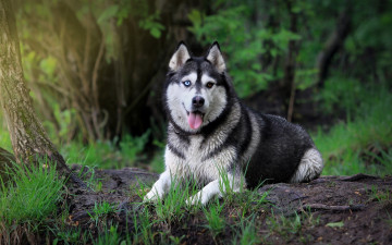 Картинка животные собаки сибирский хаск собака взгляд