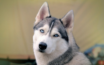 Картинка животные собаки собака сибирский хаск фон