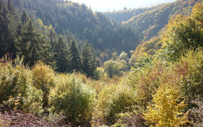 Обои картинки фото природа, лес, долина, осень, деревья
