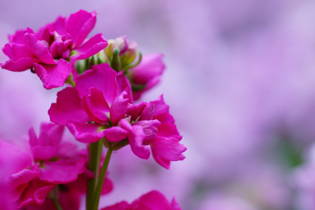 Обои картинки фото цветы, левкой, матиола, яркий, розовый