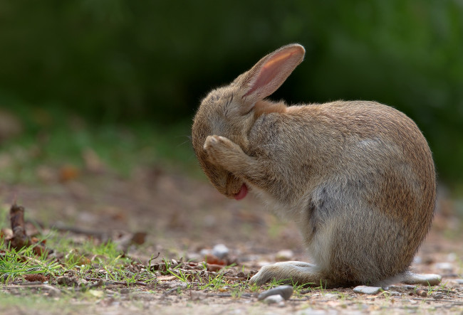 Обои картинки фото животные, кролики, зайцы, умывание, уши